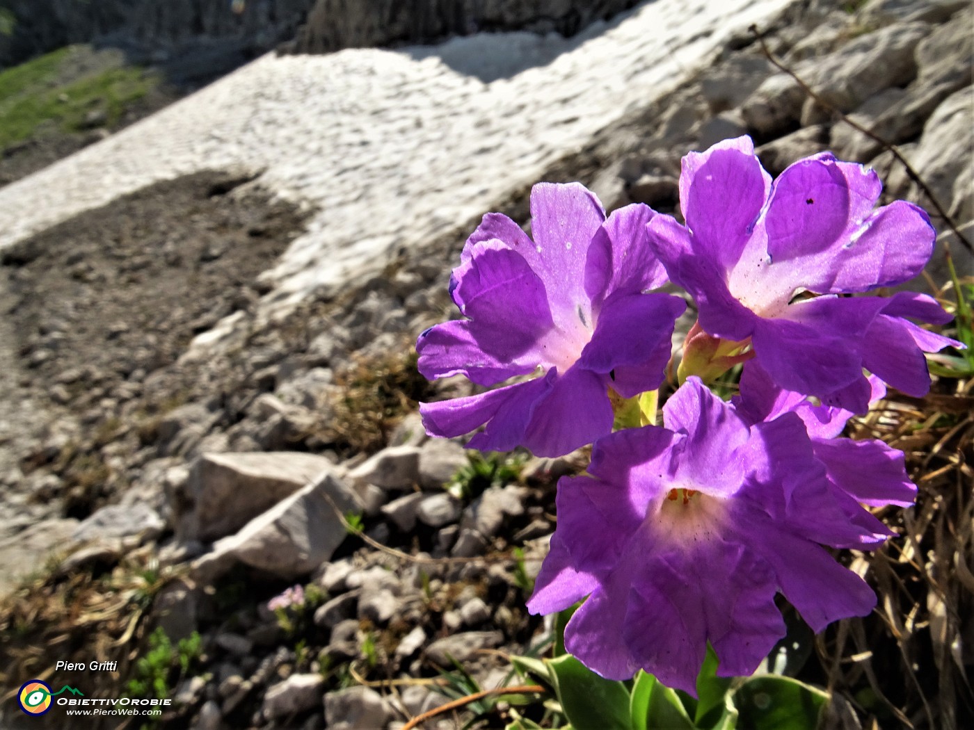 44 Primula di Lombardia (Primula glaucescens).JPG